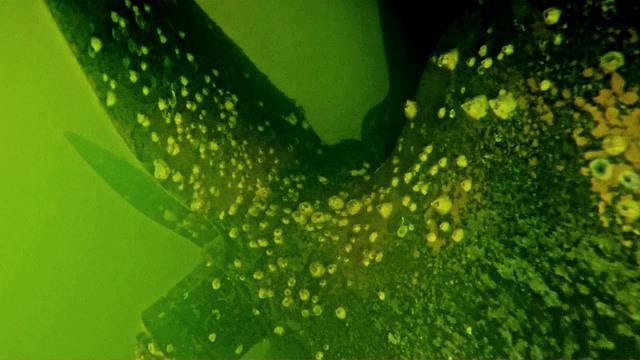 Still frame from original underwater video showing heavy marine growth on the propeller before cleaning